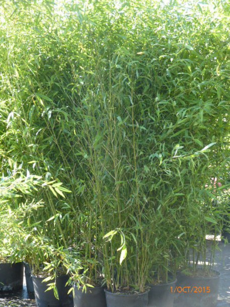 5485-phyllostachys-aurea