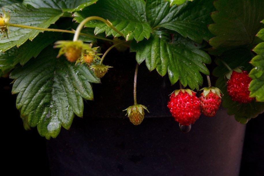 5568-fragaria-cheval