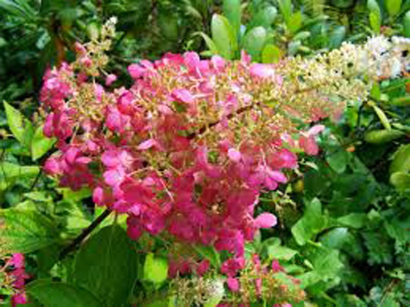 5569-hydrangea-paniculata-diamant-rouge