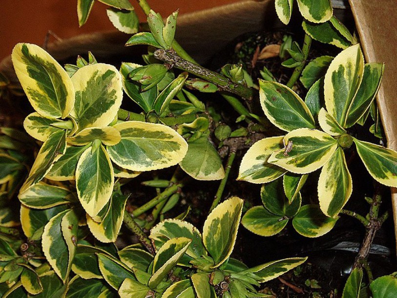 557-euonymus-fortunei-radicans-emerald-gold-
