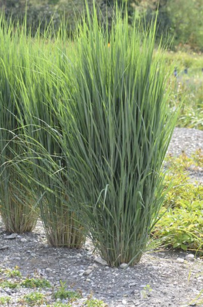 5573-panicum-virgatum-northwind