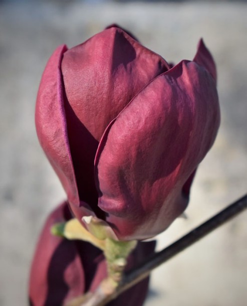 5717-magnolia-genie