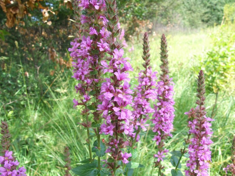 5754-lythrum_salicaria-pink-blush