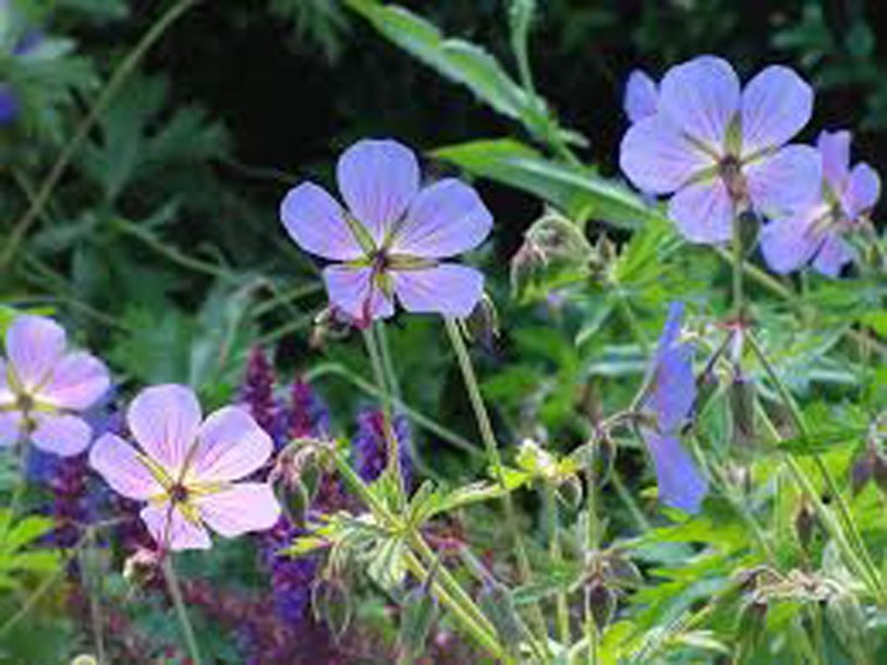 5776-Geranium-spinners