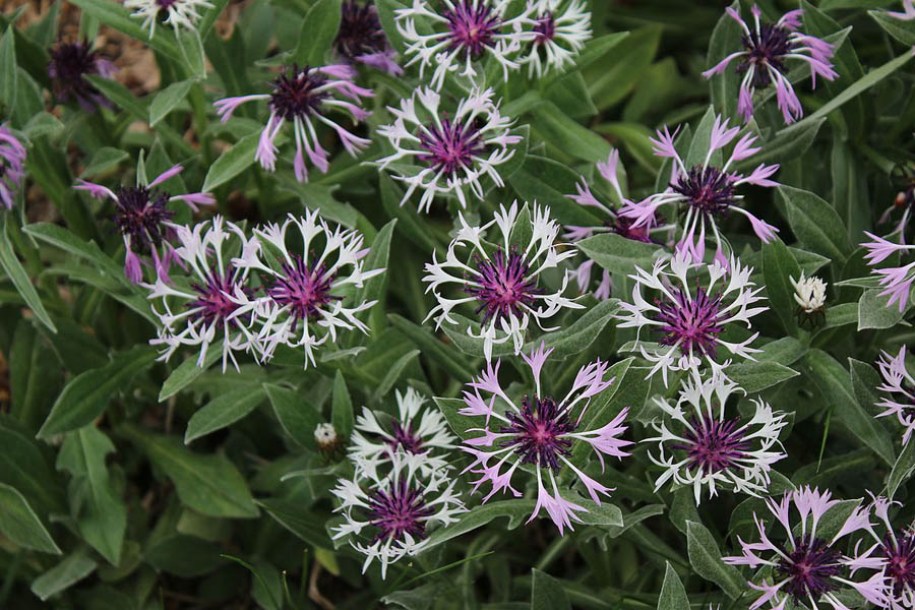 5806-centaurea_m_amethyst_by-captain-tucker