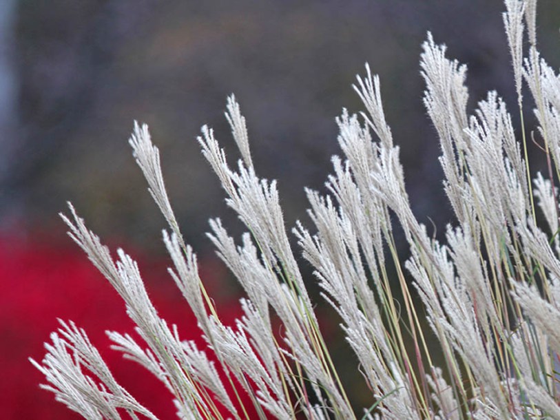 5959-miscanthus-sinensis-vanilla-sky