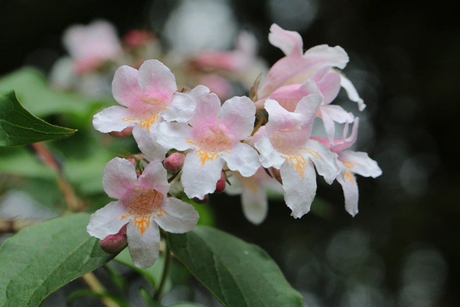 5966-ABELIA-PINKY-BELLS