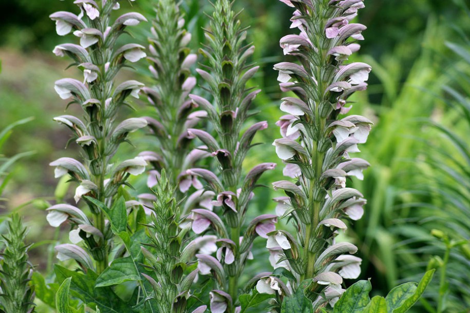 5978-Acanthus-Hollande-du-Nord