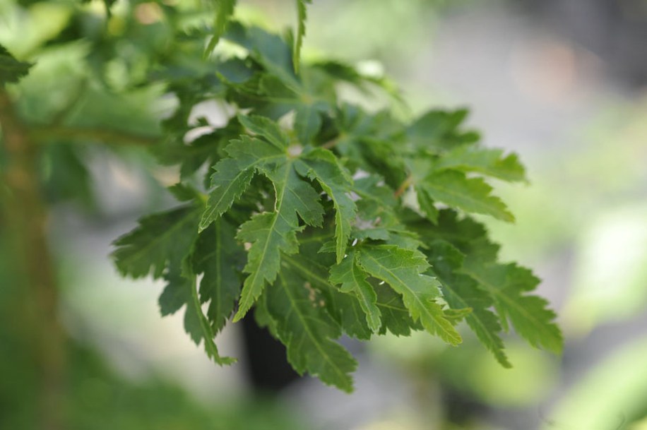 (c) Megan Hansen