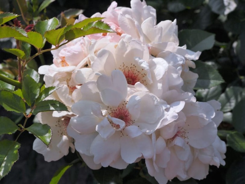 6062-ALCEA-PARKALLEE