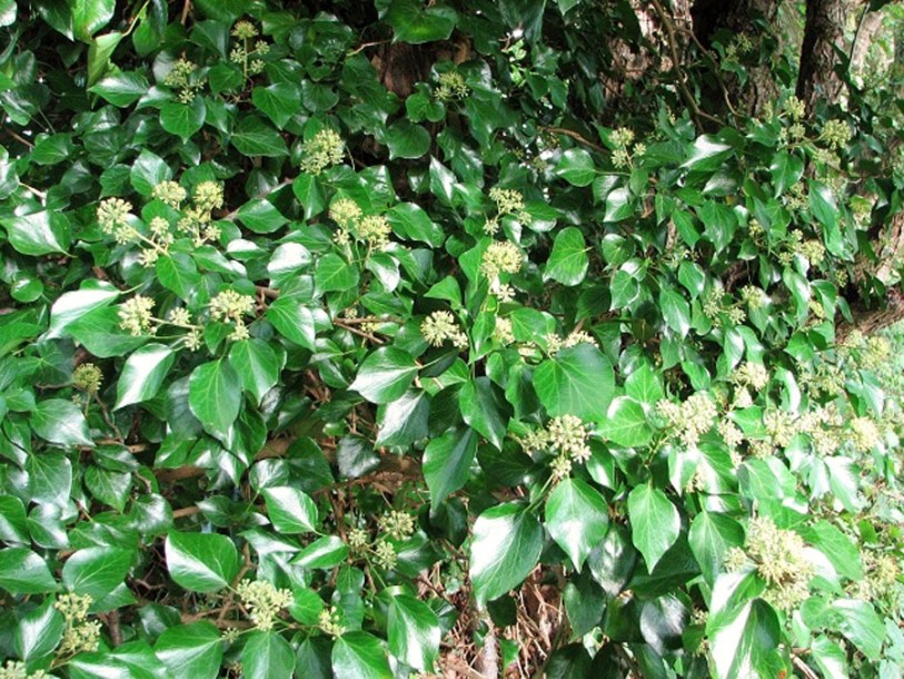 608-hedera-helix-arborescent