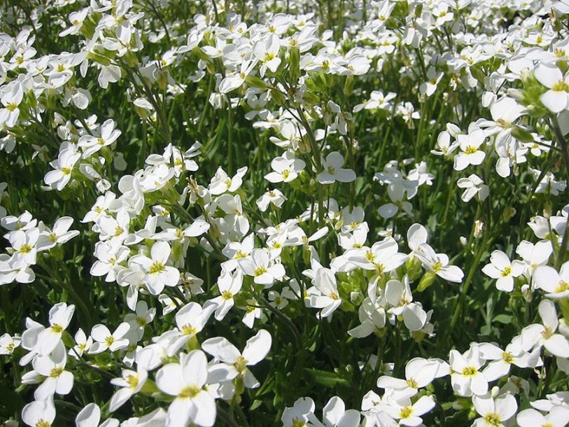 6109-Arabis_procurrens