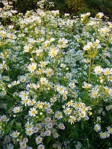 6131-Aster-dumosus-Kristina