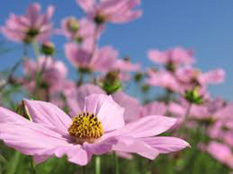 6142-aster-ageratoides-HARRY-SCHMIDT