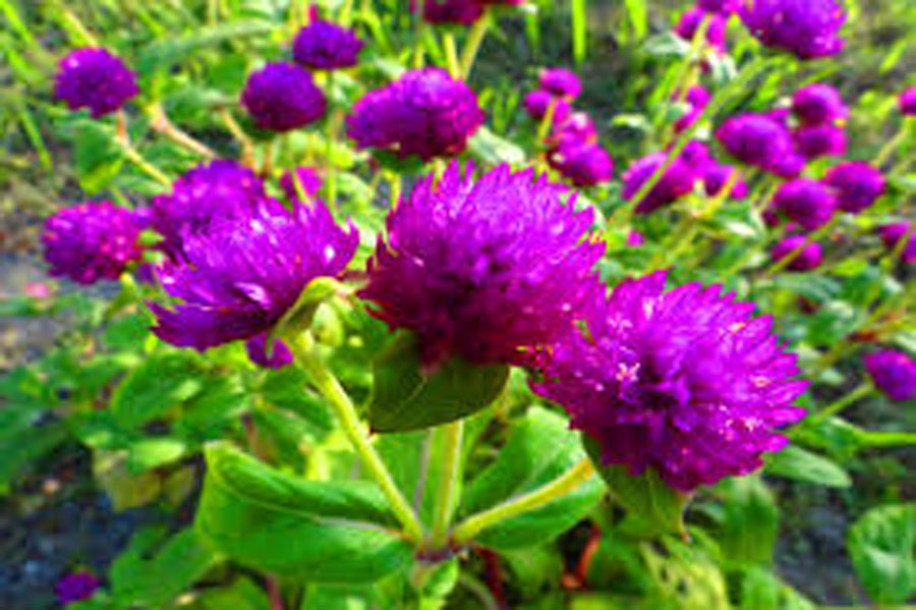 6159-Aster-n-a-vibrant-dome
