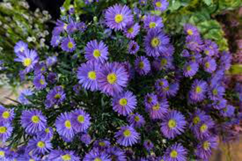 6162-Aster-n-b-SCHONE-VON-DIETLIKON