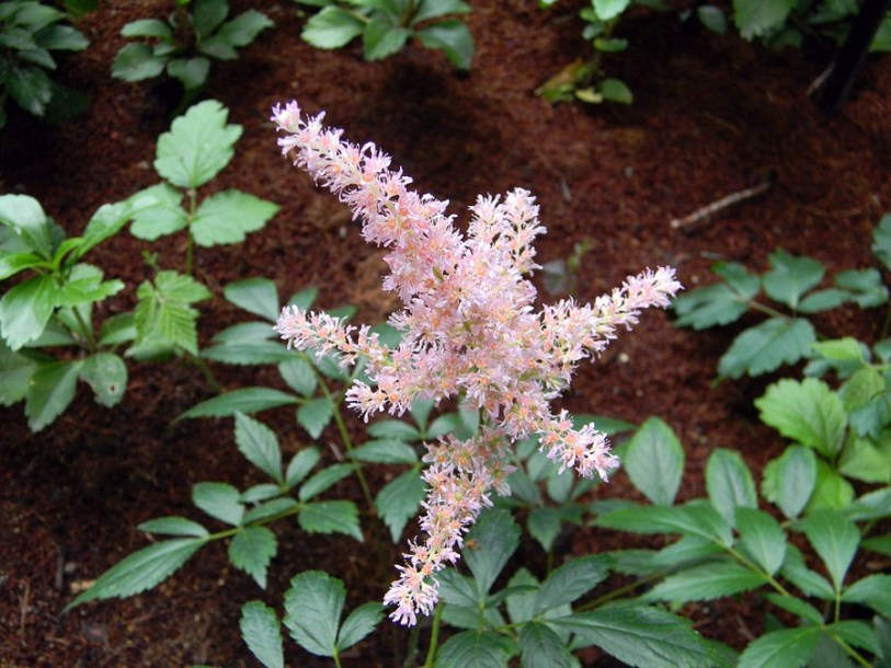 6170-astilbe-(s)-hennie-graafland