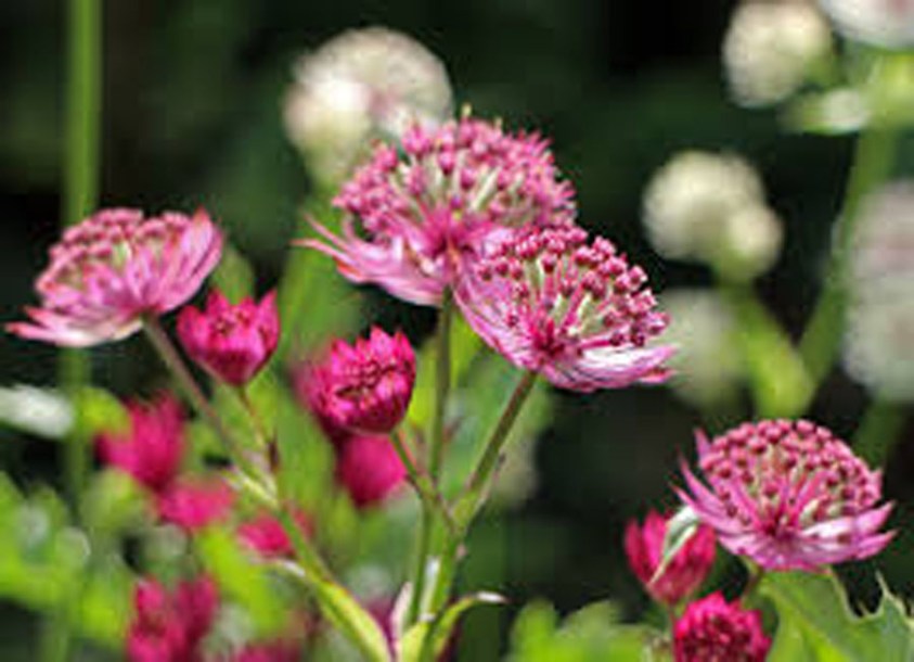 6175-astrantia-major-claret