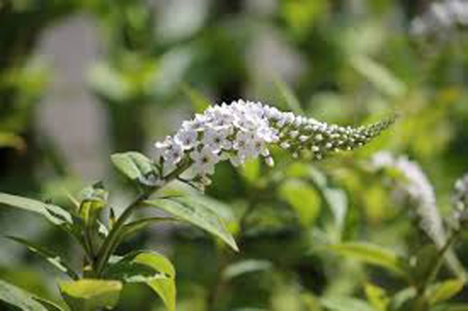 6211-buddleja-flutterby-petite-snow-white
