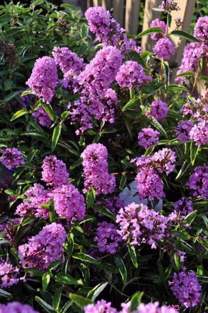 6214-buddleja-free-petite-tutti-frutti