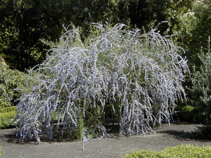 6221-Buddleja_alternifolia_by-Cillas
