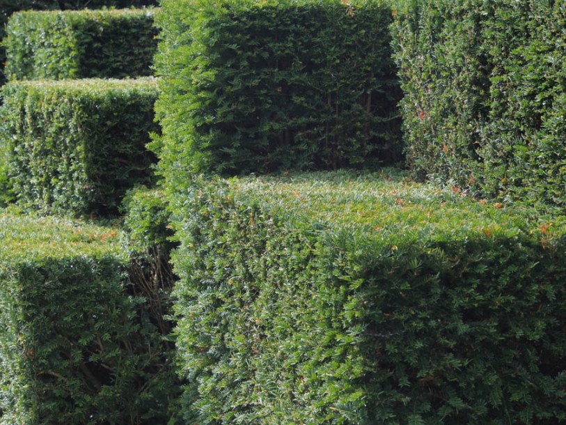 6234-buxus-faulkner