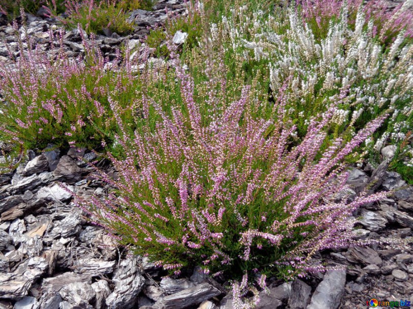 6264-Calluna_vulgaris_pink-bettina