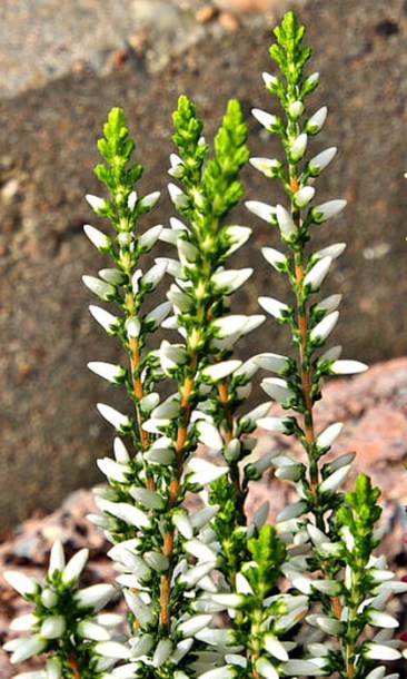 6266-Calluna_vulgaris_white-angie