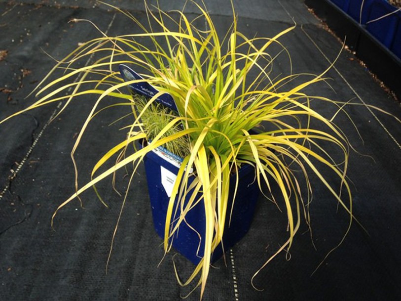 6287-Carex-osh.-Everillo