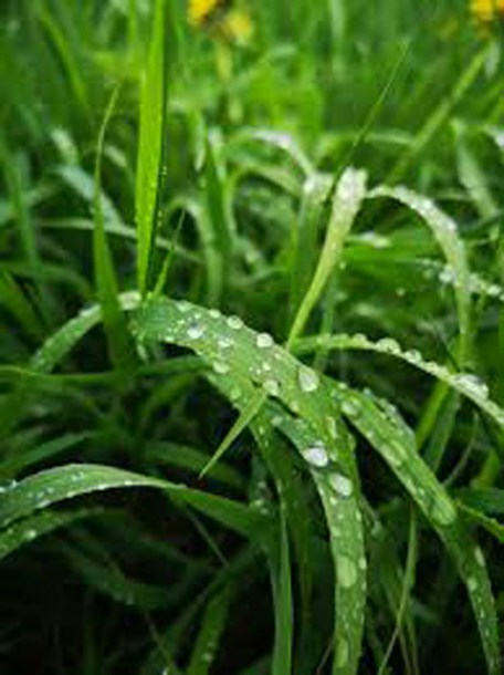 6288-Carex-oshimensis-j.-s.-greenwell