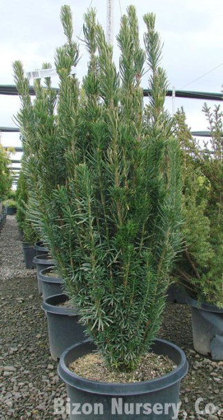 6321-cephalotaxus-h.-fastigiata