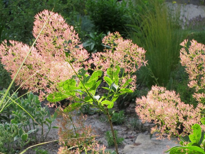(c) cultivar413