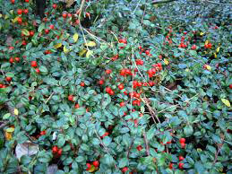 6423-cotoneaster-pr.-streibs-findling