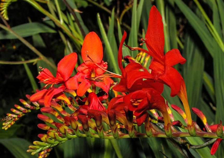 6435-crocosmia-emberglow