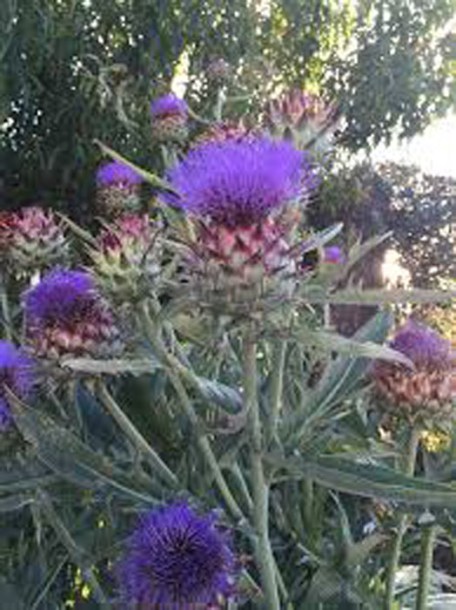 6446-cynara-cardunculus