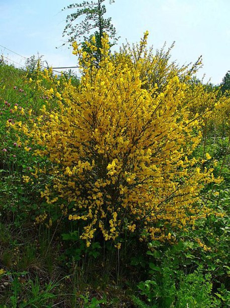 6448-Cytisus_scoparius_by-H.-Zell
