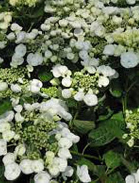 646-hydrangea-macro-libelle