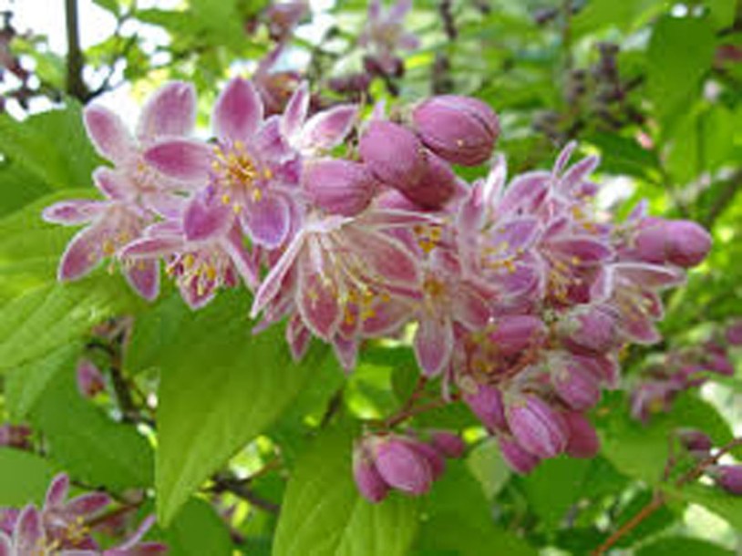 6462-deutzia-hybrida-strawberry-fields