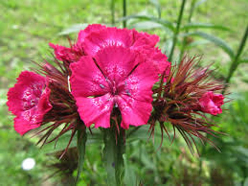 6465-Dianthus-grat.-rotkappchen