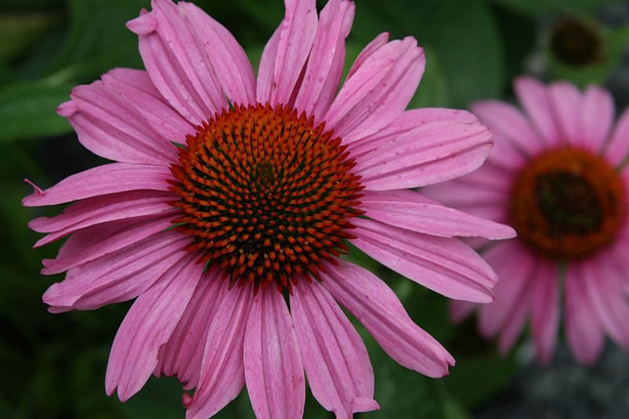 6484-Echinacea_purpurea_puple-Prairie_by-David-J.-Stang