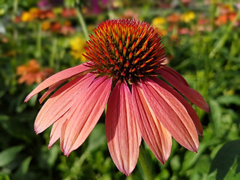 6491-echinacea-p.-summer-coctail
