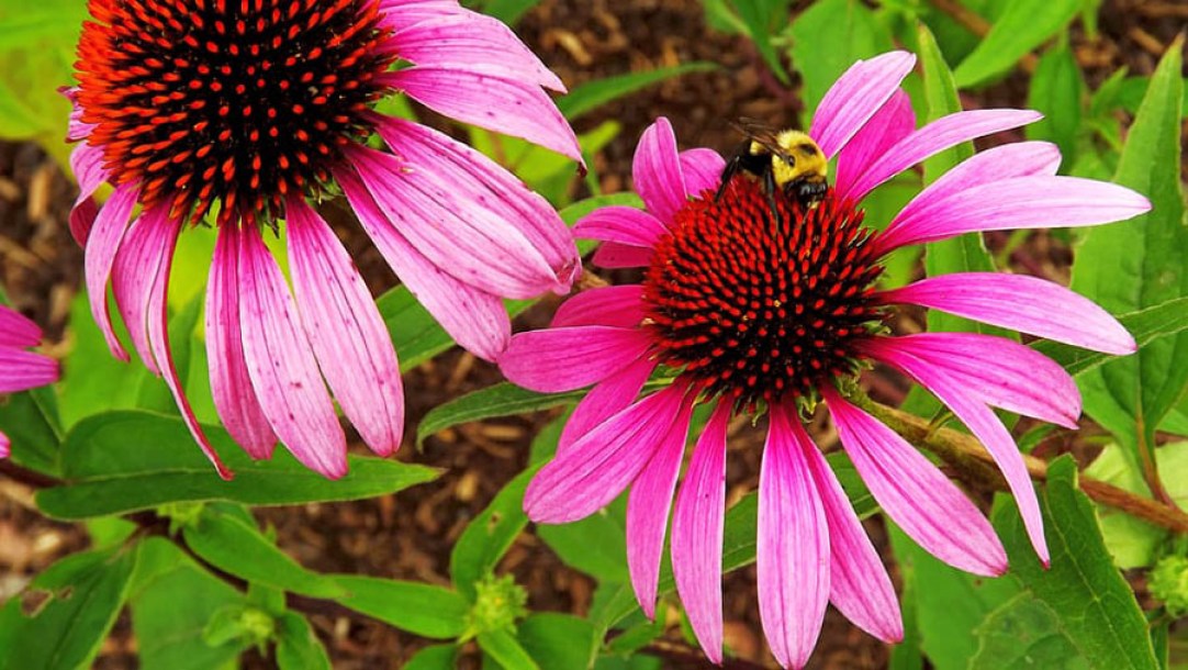 6496-echinacea-amazing-dream