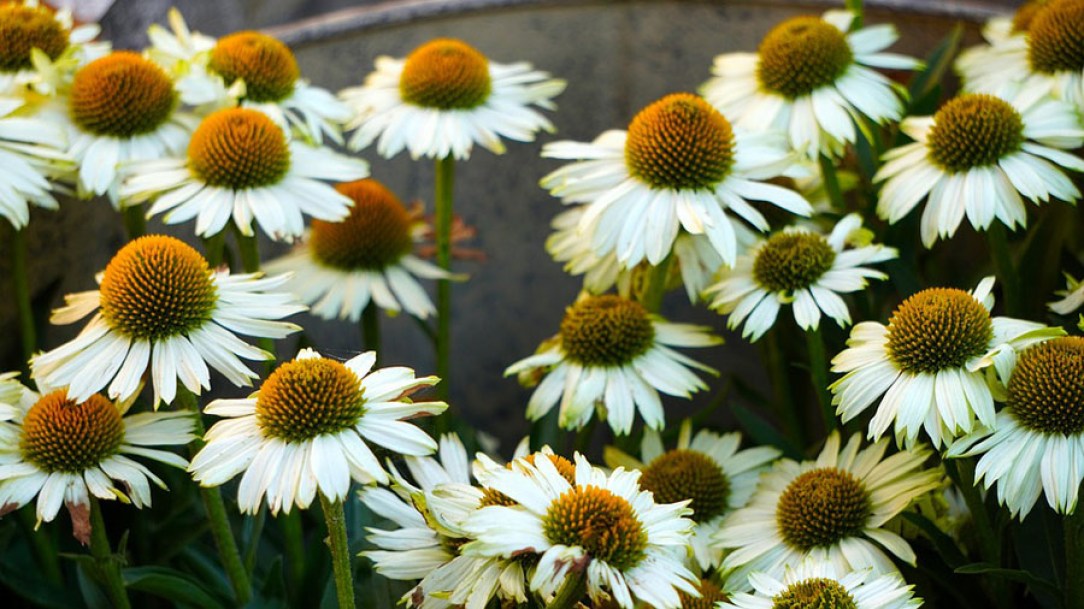 6498-echinacea-white-meditation