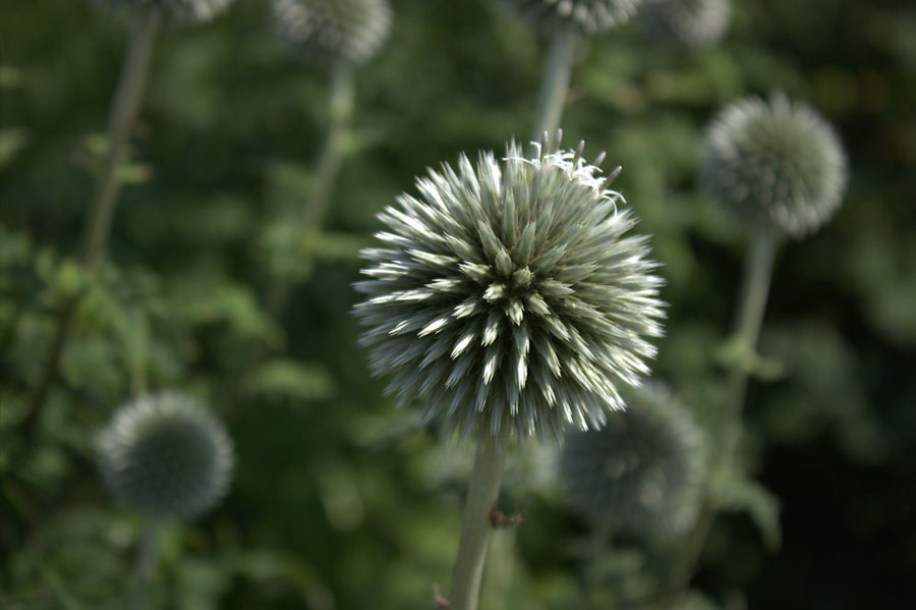 6499-echinops-bannaticus-albus