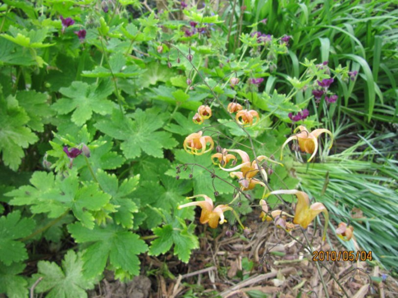 6506-epimedium-amber-queen