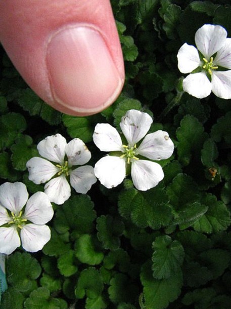 6521-Erodium_reichardii_alba_by-David-Eickhoff