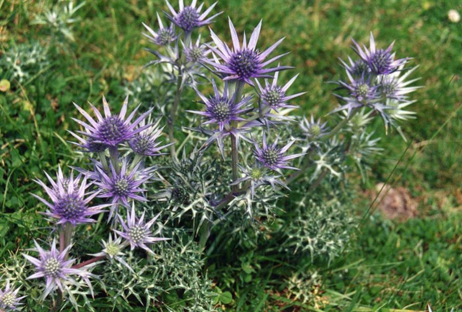 6524-Eryngium_bourgatii_by-Ghislain118