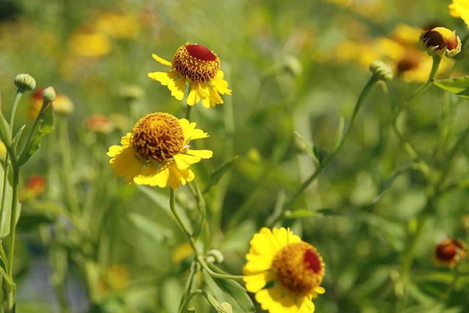 6672-Helenium_Goldrausch_by-David-J.-Stang