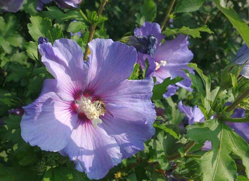 6728-Hibiscus-marina