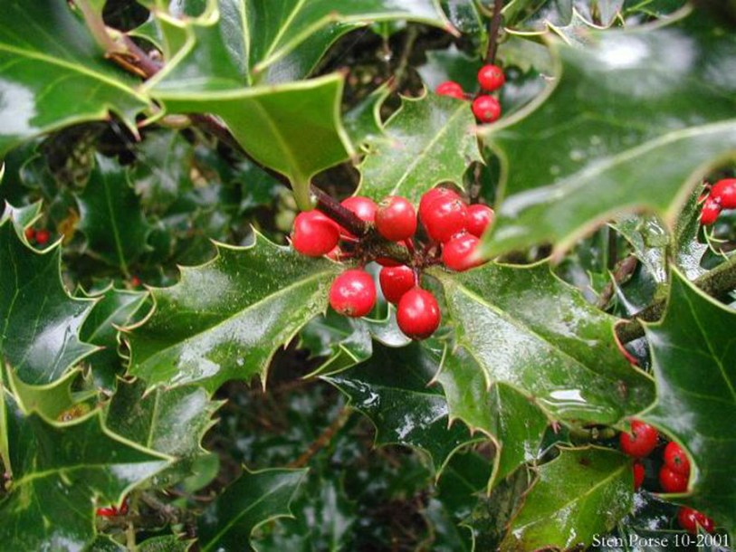 673-ilex-aquifolium
